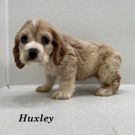 puppy, for, sale, Cockalier, Joe & Cherri  Overlease, dog, breeder, Miller, MO, dog-breeder, puppy-for-sale, forsale, nearby, find, puppyfind, locator, puppylocator, aca